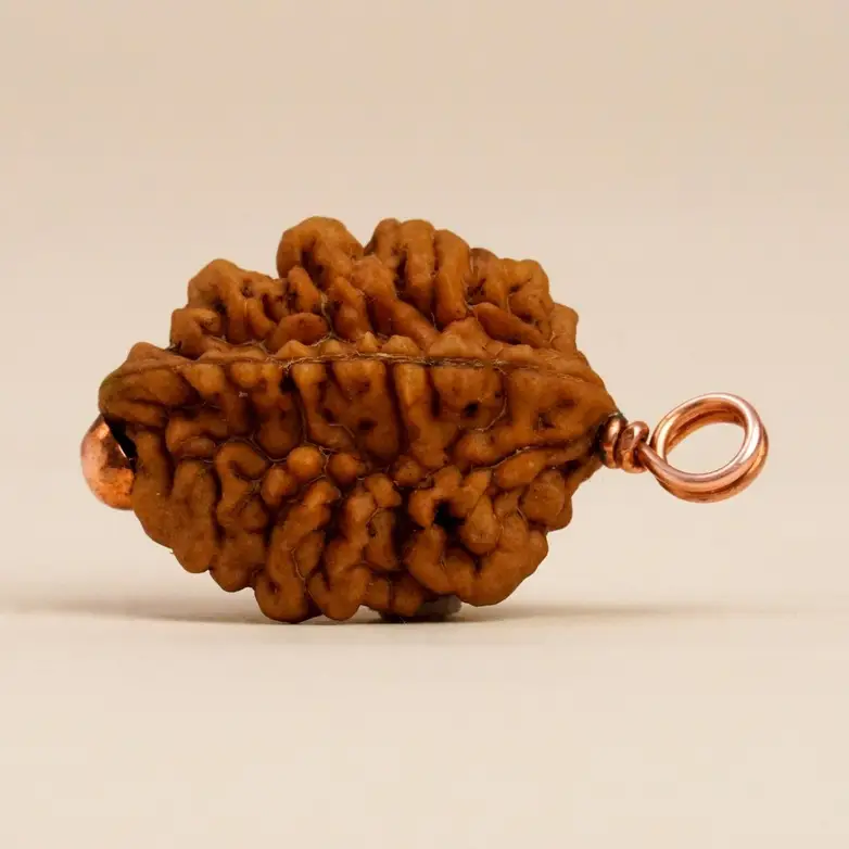 Authentic Dwimukhi Rudraksha bead